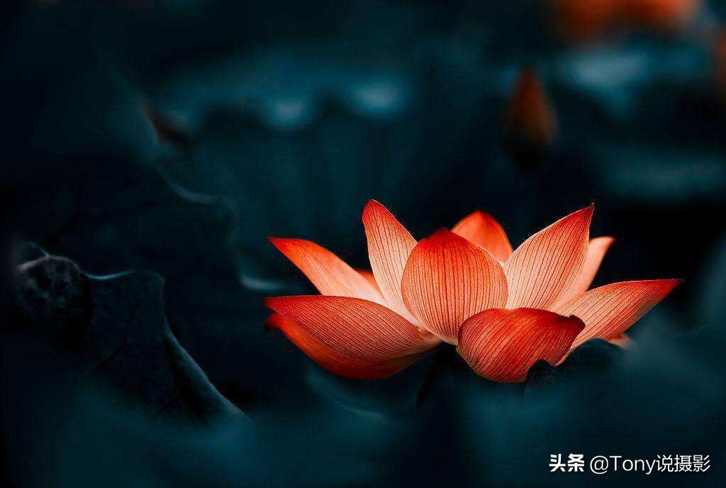 定焦镜头的画质比变焦镜头好多少,新手买定焦镜头好还是变焦镜头好