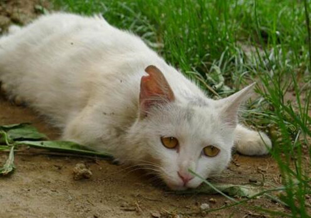 猫咪哪些情况需要去医院,猫咪有外伤用什么消炎