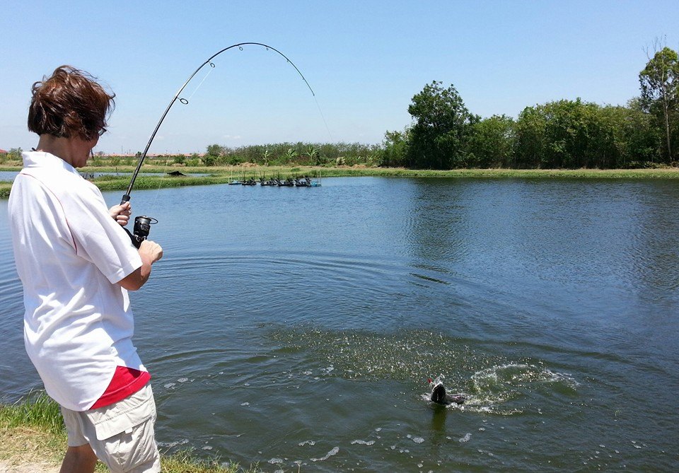 狮子鱼为何在美国泛滥成灾,蛇头鱼在中国为什么不泛滥