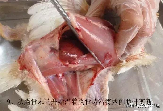 家禽与家禽解剖的不同点,家禽疾病诊断及解剖步骤