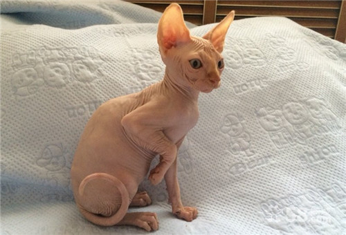 斯芬克斯无毛猫外星猫,斯芬克斯无毛猫咖啡色