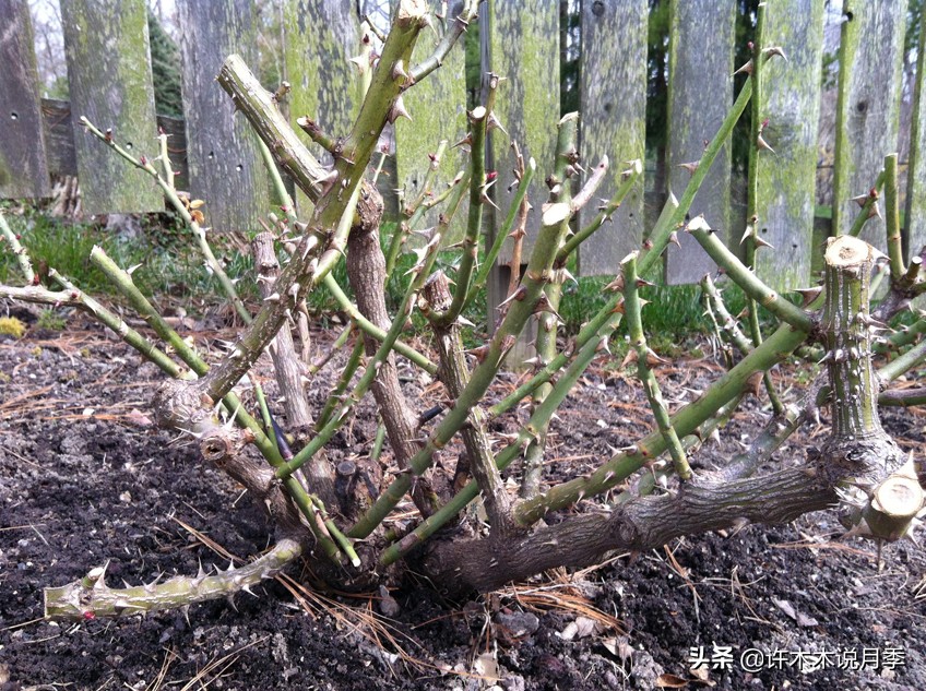月季从小苗到大苗如何养,藤本月季花苗修剪教程