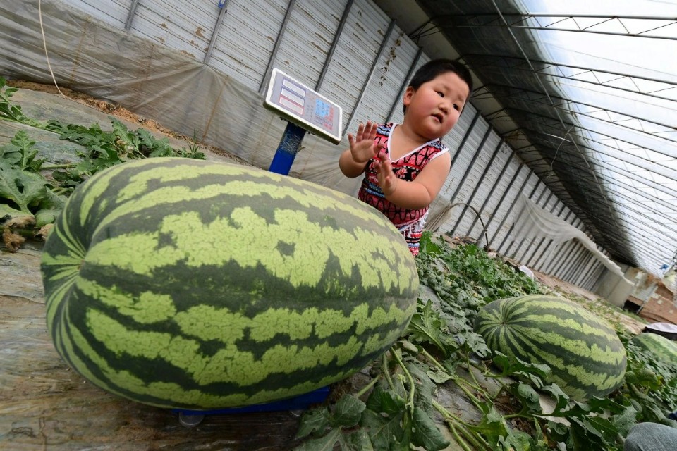 2022年农产品区域品牌价值排行榜,全国特色农产品区域公用品牌名单