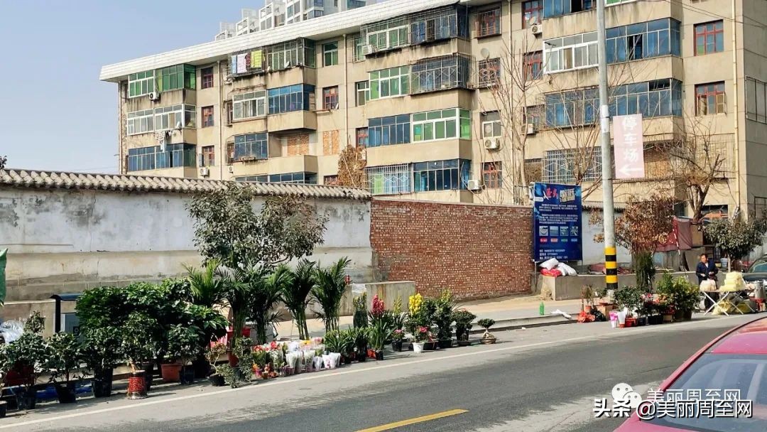 春节临近，周至这条街的花市升温！你知道哪些花最受欢迎吗？
