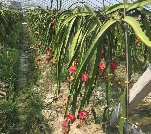 四季应季水果蔬菜,一年四季的时令蔬菜水果