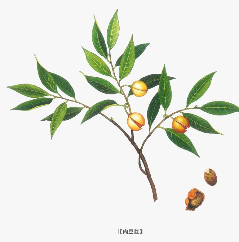 肉豆蔻的功效与作用,肉豆蔻的功能与主治