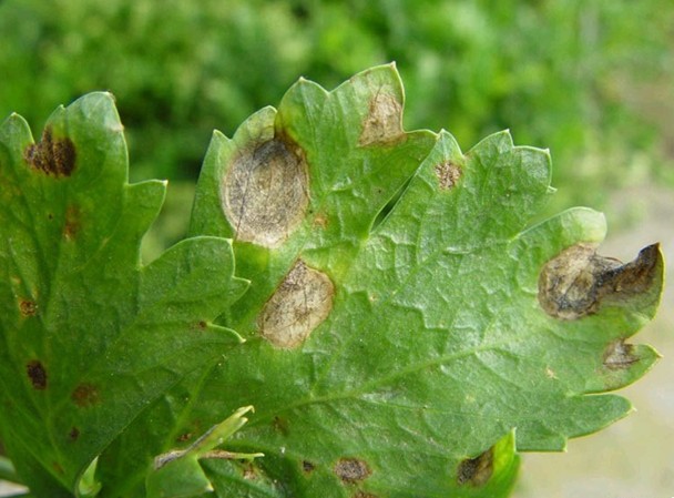 雨热同期，菊花褐斑病高发，学会科学防治才能减少损失
