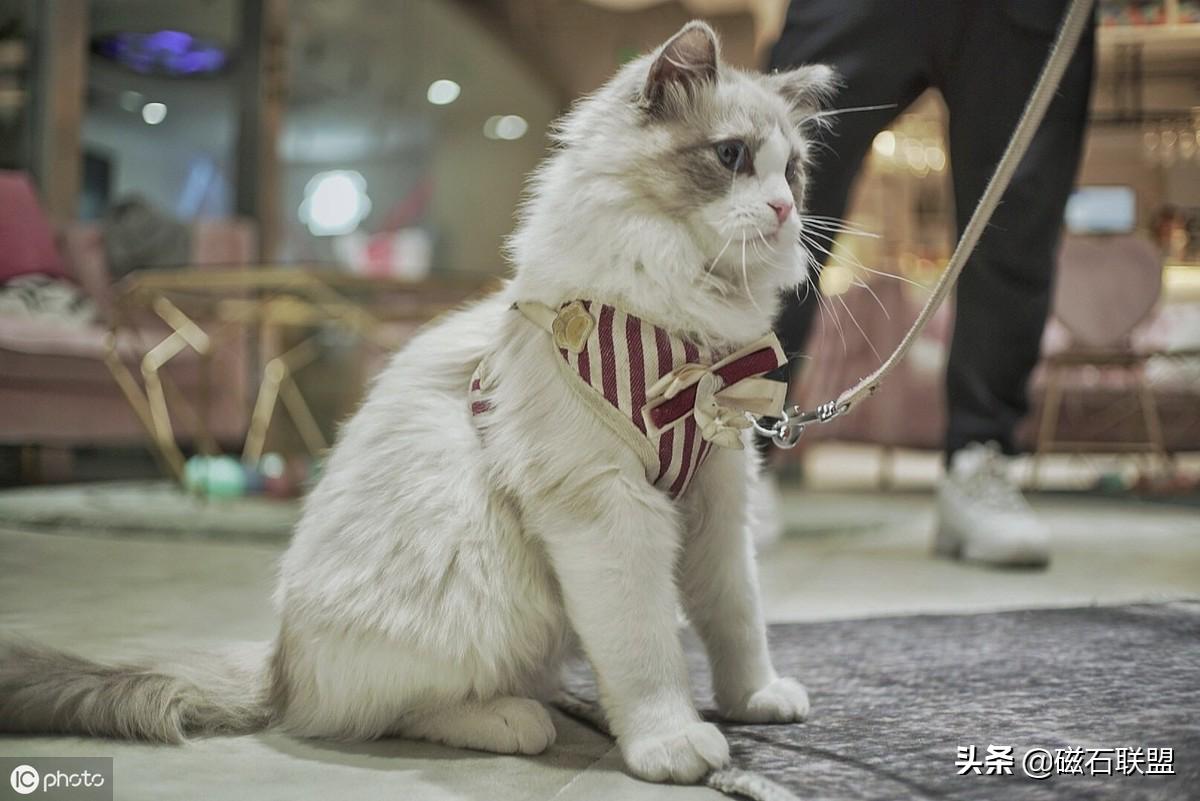 猫咪知识科普养猫攻略,新手养猫需要教些猫咪什么