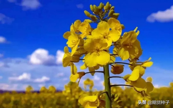 浜ゆ槗浜虹敓娓告垙,浜ゆ槗浜虹敓鏈熻揣