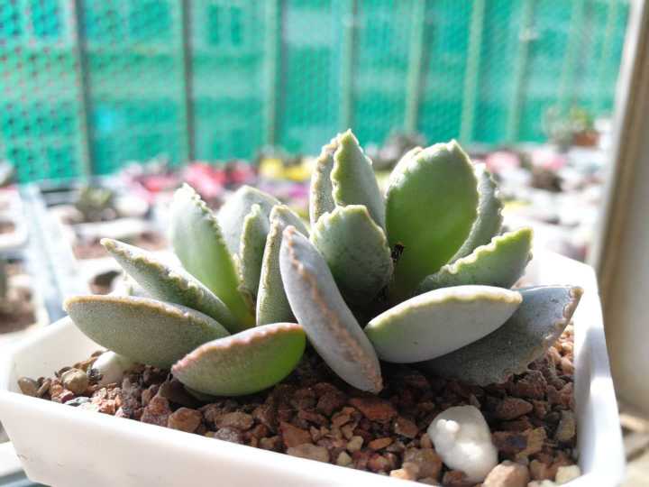 水泡多肉大全,水泡多肉叶片发焉