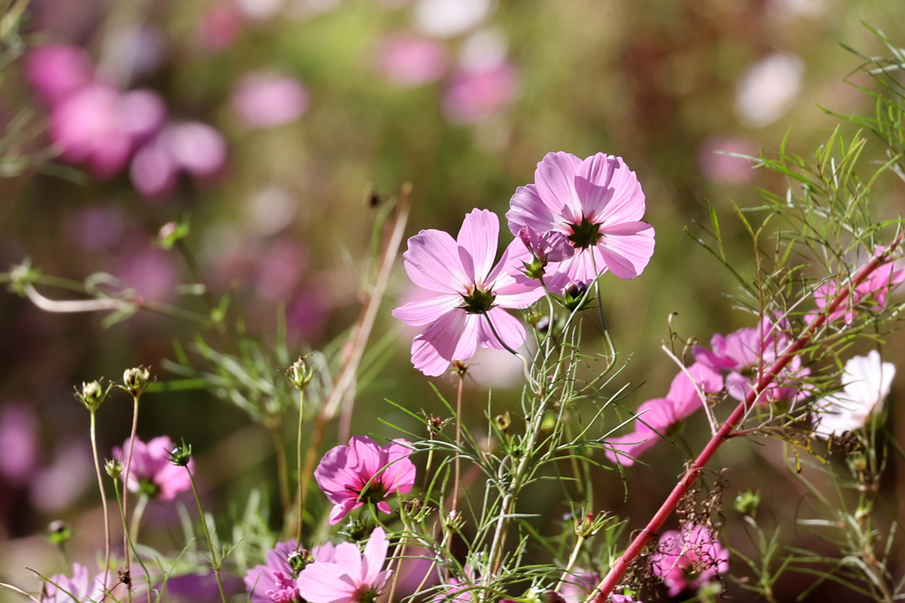 佳能rf100-500mm参数,佳能rf-s18-45mm测评
