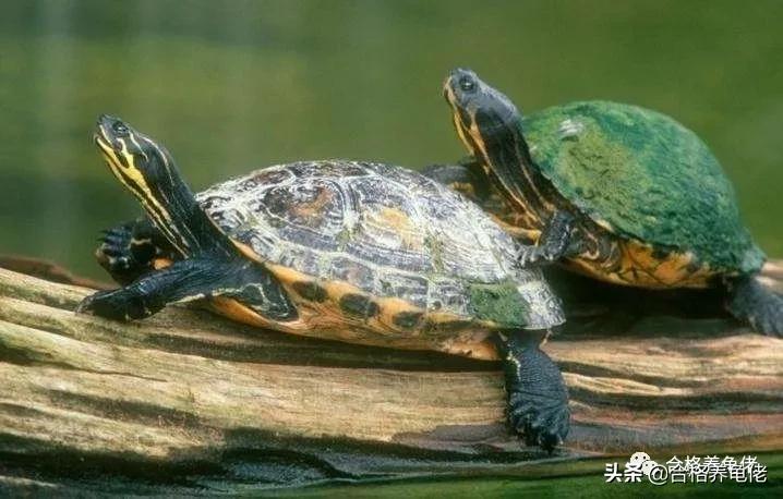 黄头侧颈龟生长速度,安缘龟生长的环境