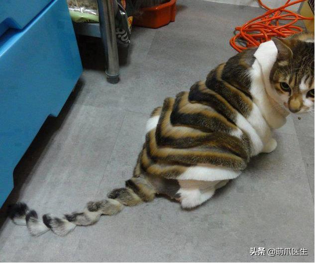 15度的天给猫咪剃了毛,给猫把毛剃短一点