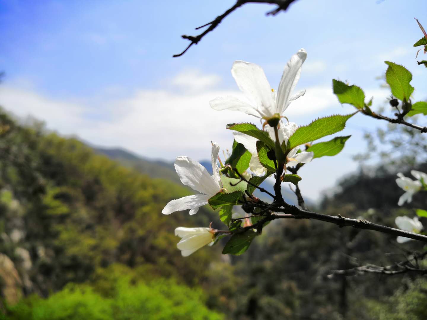 济南药山森林公园门票价格,济南药乡森林公园免费吗