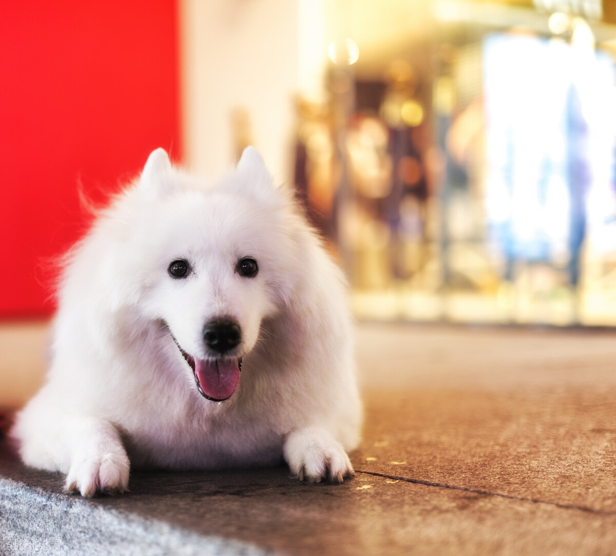 萨摩耶如何挑选喂养以及常见疾病小知识爱它就请花点时间做好功课