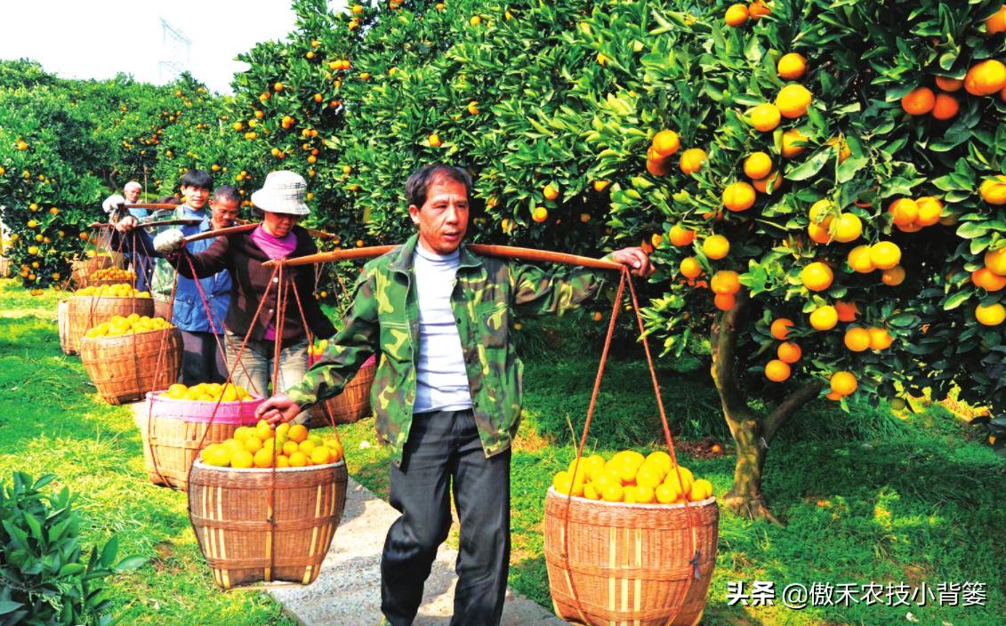 果树提高花芽分化的方法,果树花芽分化最佳方法
