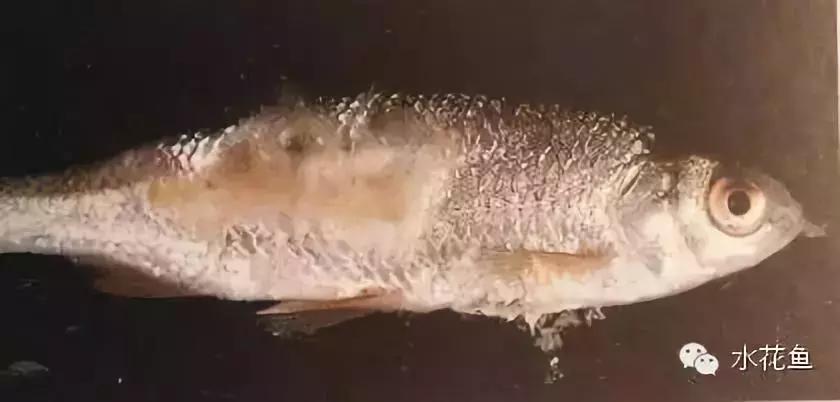 鱼类生病的表现,鱼类赤皮病