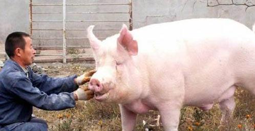 如果一头猪一辈子不杀能长多少斤,如果猪一辈子不杀究竟能长多大