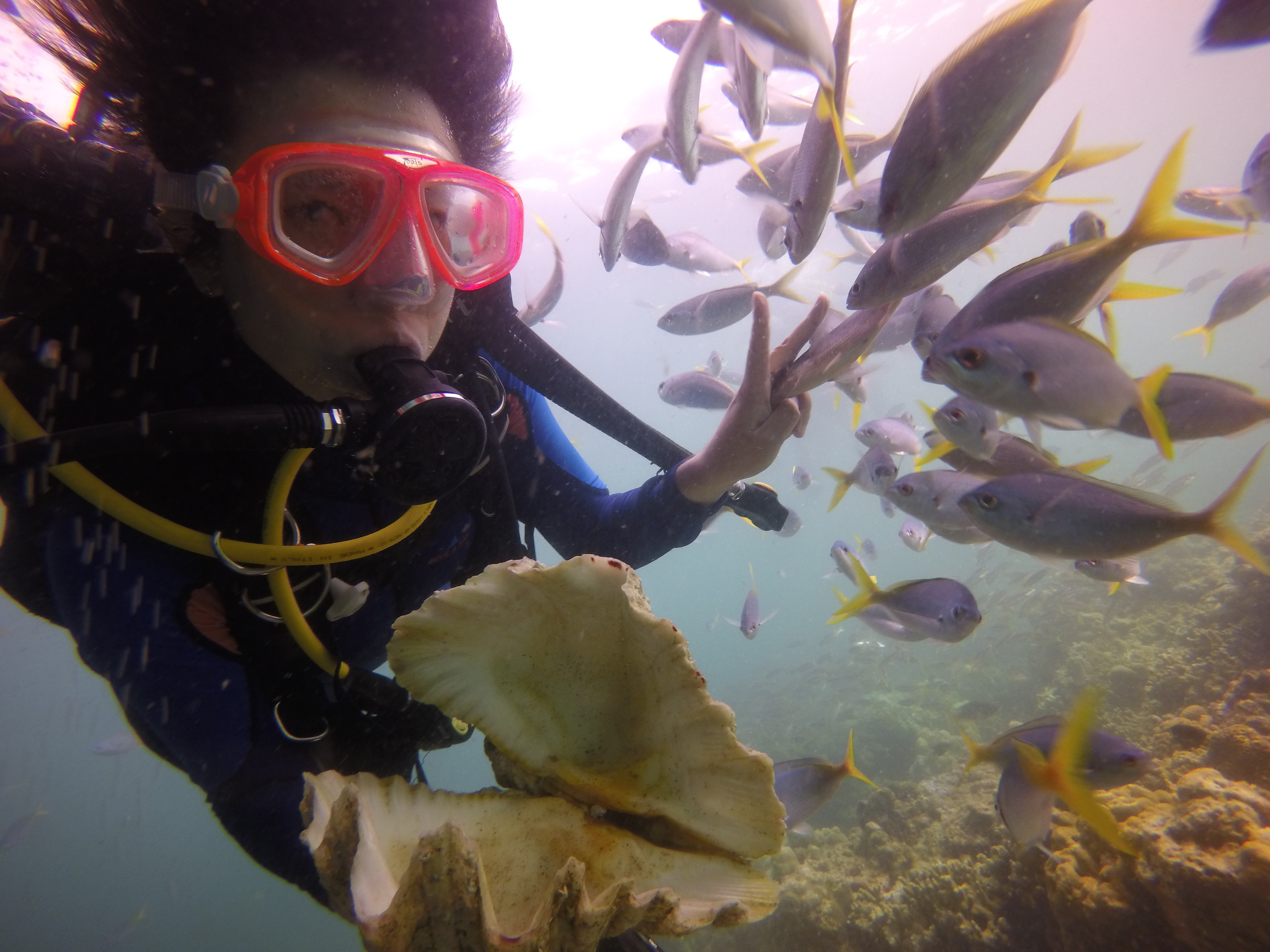 帕劳旅游十大攻略,帕劳上帝的水族箱