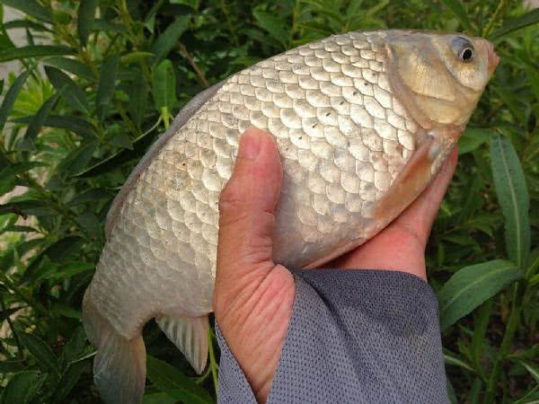 白鲫是白甲鲫鱼吗,白鲫钓大鲫鱼视频