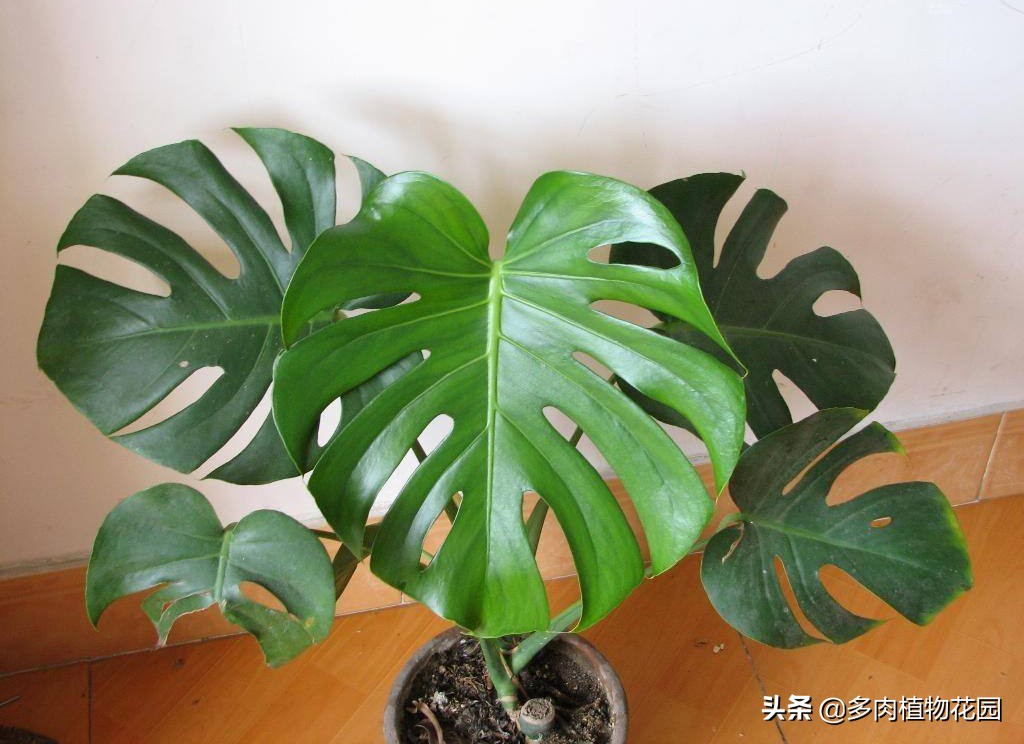 龟背竹叶子发软下垂怎么办小妙招,龟背竹叶子发软怎么补救