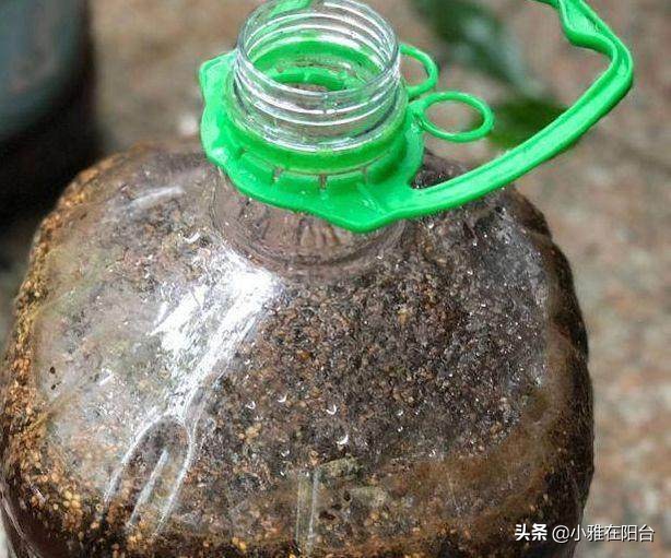 茉莉花盆栽浸盆浇花的正确方法,盆栽茉莉怎样浇水施肥