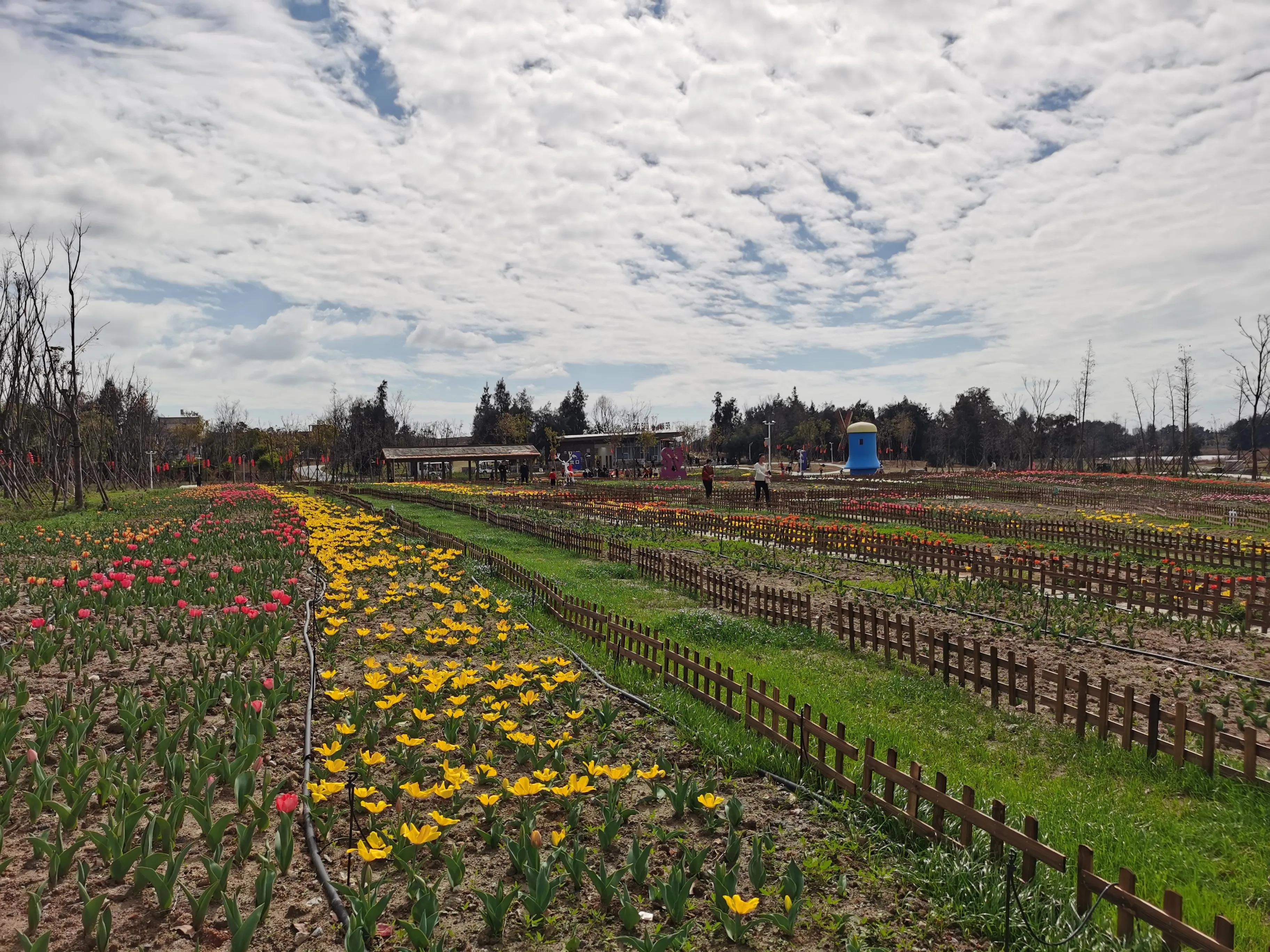 美丽郁金香花海,美丽郁金香gullale小程序