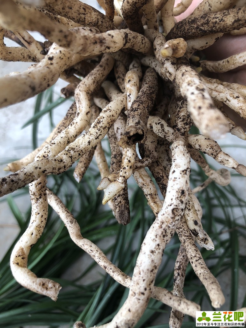 兰花分叉根要剪吗,兰花怎么护根又粗又好看