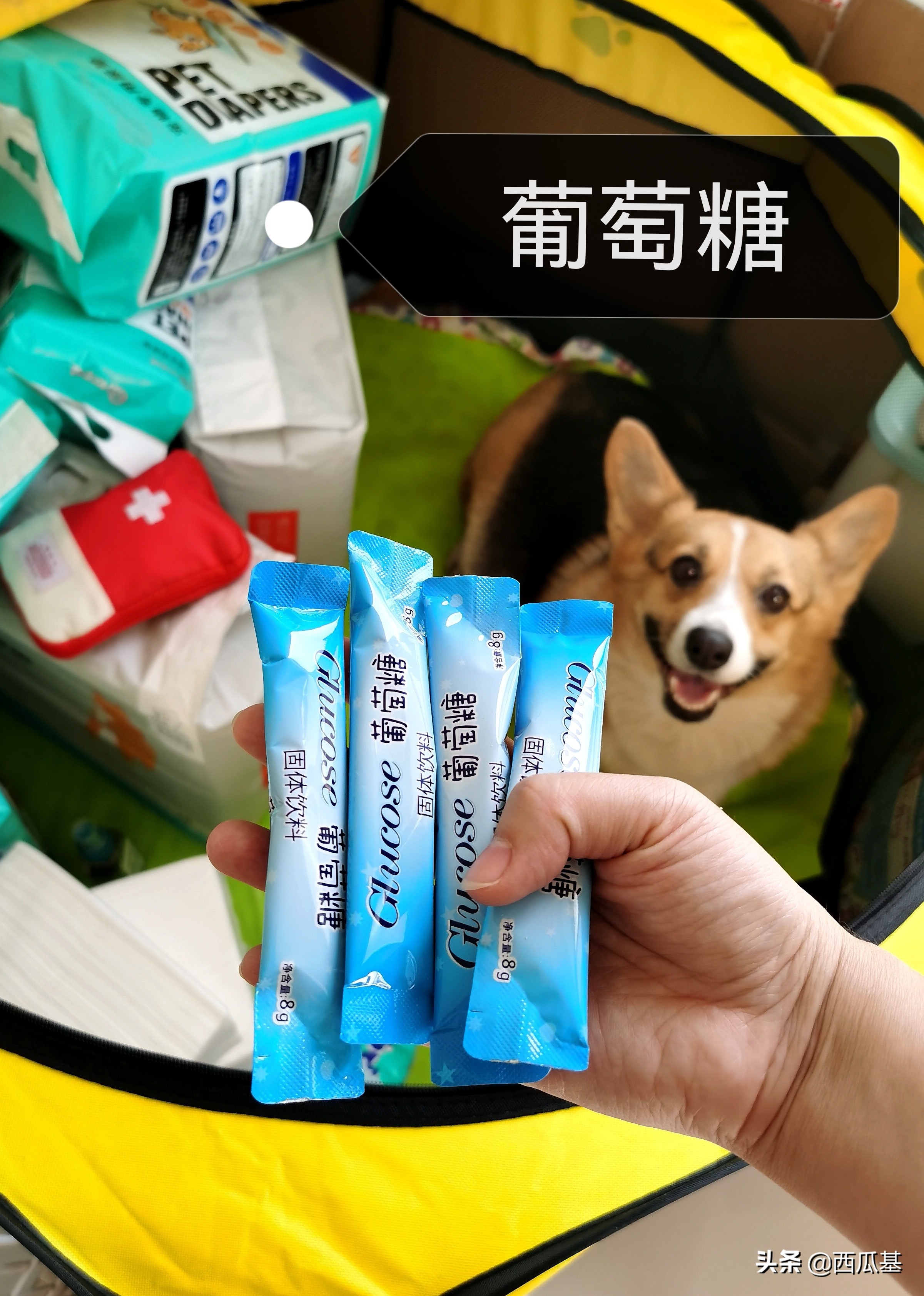 狗狗待产了怎么照顾,狗狗待产表现