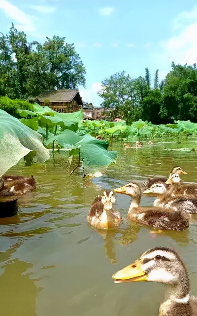 这对父母怎么想到的？把孩子十岁生日变成了学习的动力