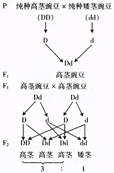 人类禁止*亲近**繁殖，为什么却让狗“回交”？甚至品种越纯越好？