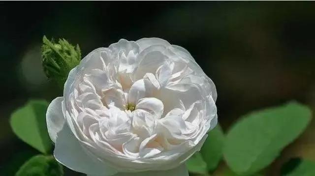 每天学习一点点花卉,100种常见玫瑰品种