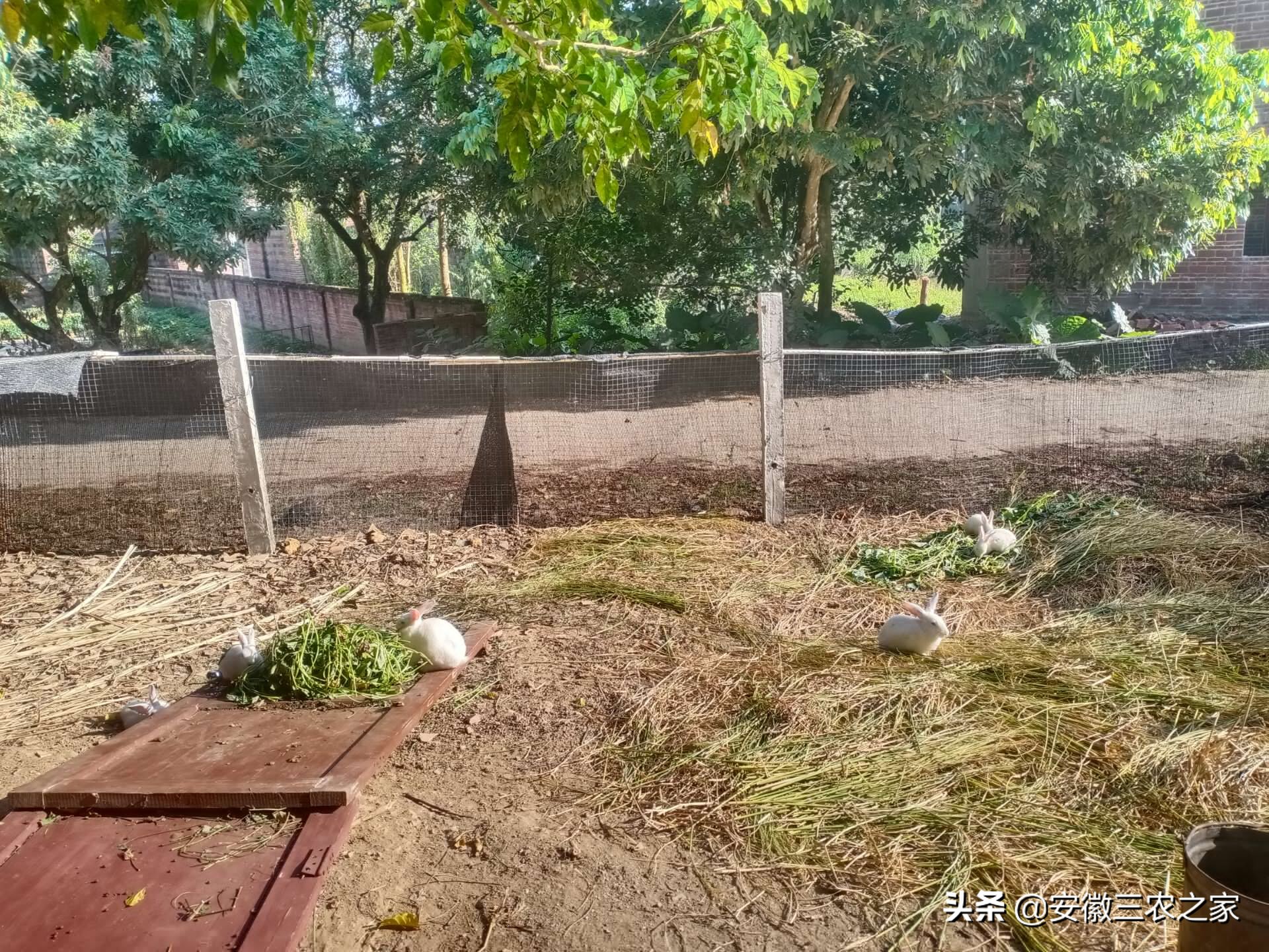 用兔子赚钱,农村创业致富好项目养殖兔子