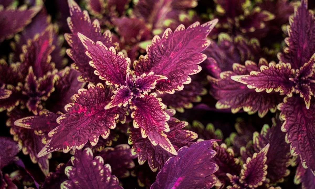 飞狼第一季电视剧全集,小说连载飞狼第一部第一章