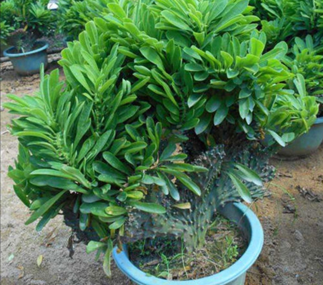 麒麟掌盆栽摆放什么位置合适,麒麟掌怎么养株型好看