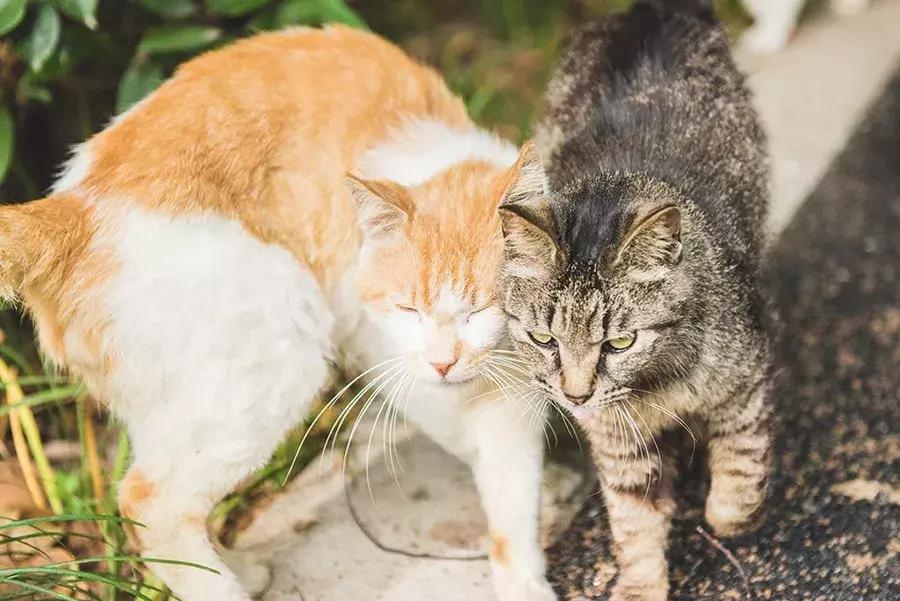 爱宠人：你知道困难重重的TNR是什么吗？