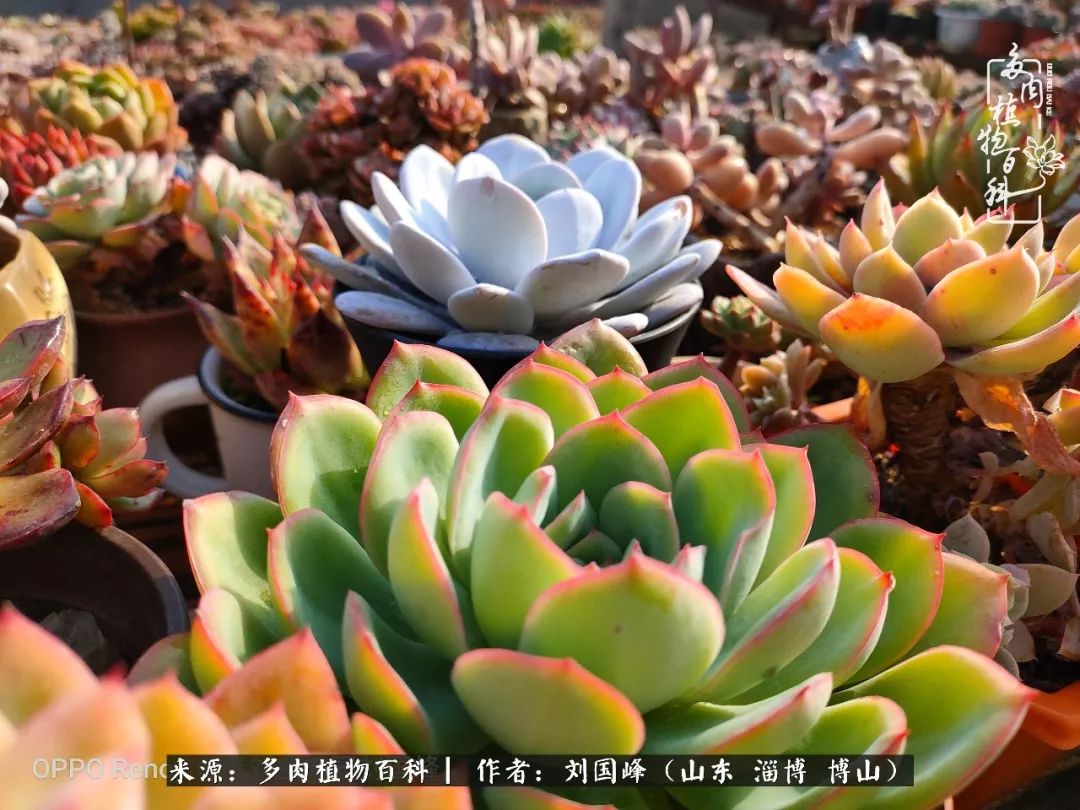 冬季室温20度以上多肉怎么养,贵的不一定就是好的便宜的