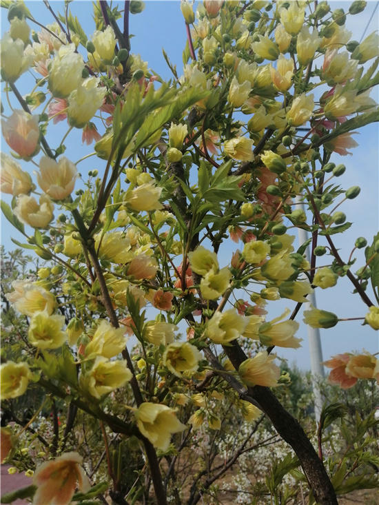 邱县第五届文冠果花节,邱县文冠花节掠影