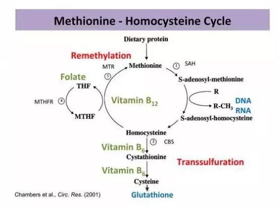动物优质蛋白,小孩蛋氨酸过高