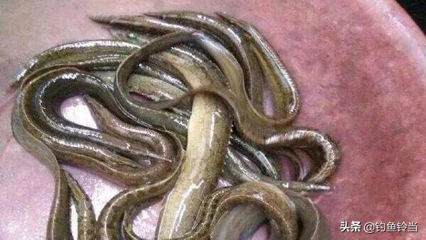 又到了最适合垂钓的季节,又到秋季了如何钓鱼