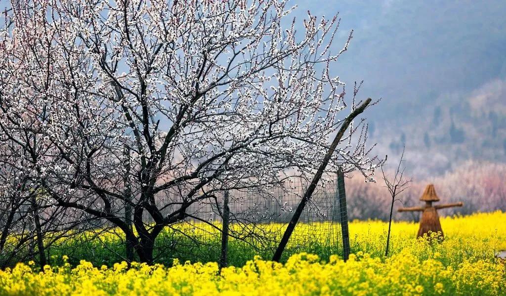 徐州清明假期旅游攻略,徐州春天去哪里旅游好