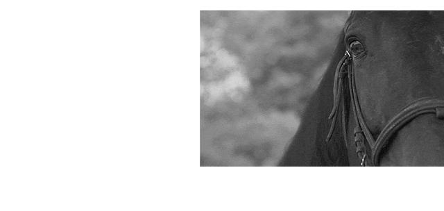 teenieweenie是衣恋旗下的吗,衣恋收购palladium