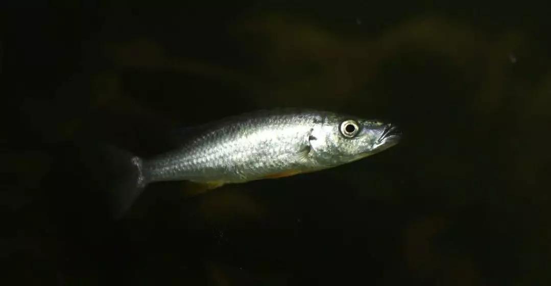 自己做大型水陆缸,在家自己打造一个沙漠缸