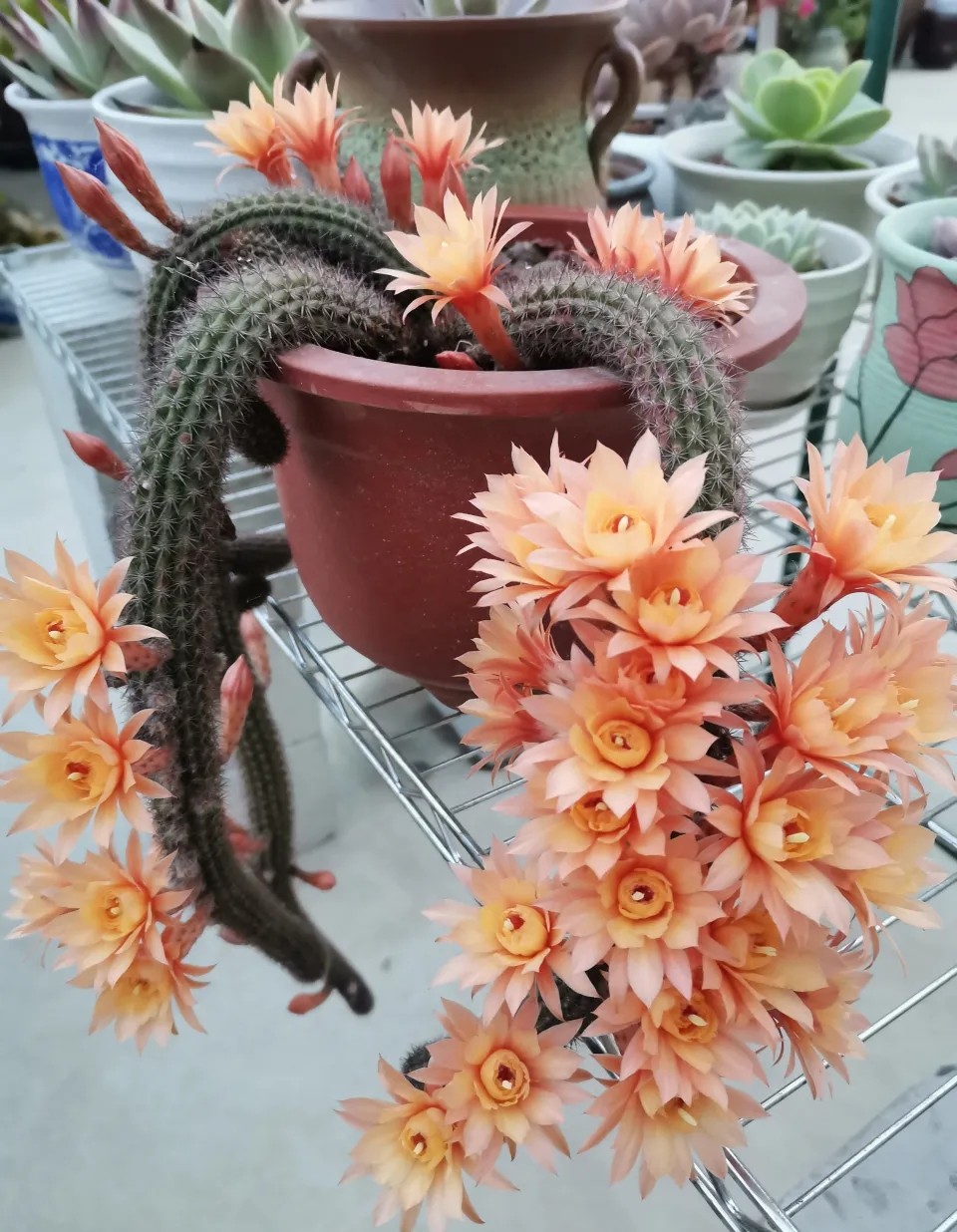 太极莲仙人球,狂莲仙人球