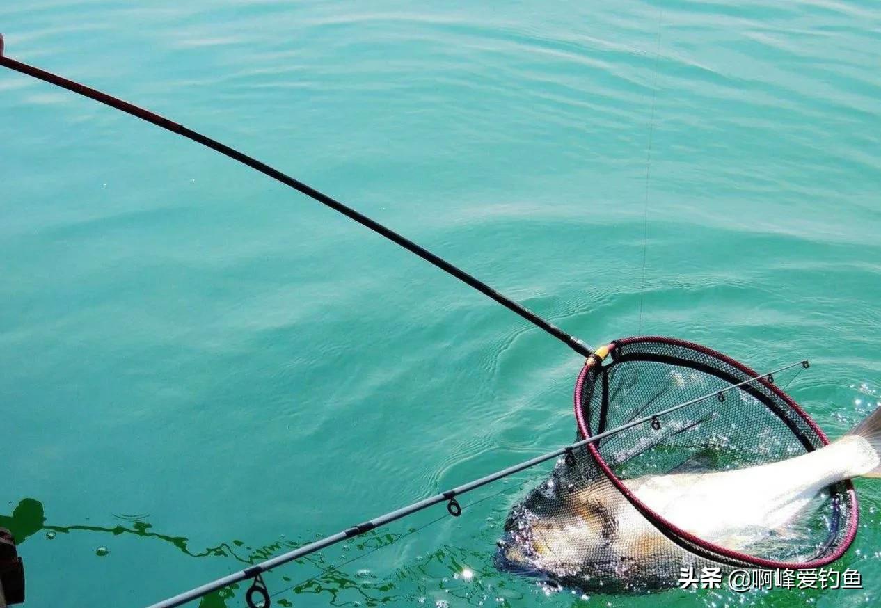 鲢鳙到底怎么钓才能钓得多,鲢鳙怎么才好钓