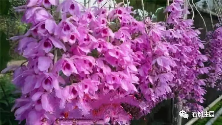 檀香石斛野生,檀香石斛兰麝香