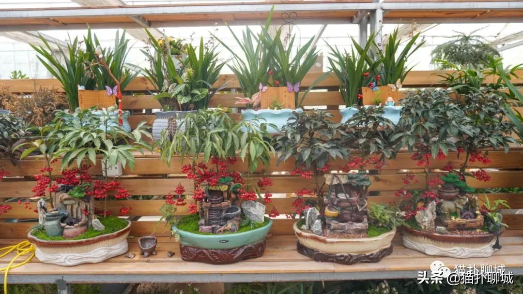 聊城最便宜的花卉批发,聊城附近的花卉市场