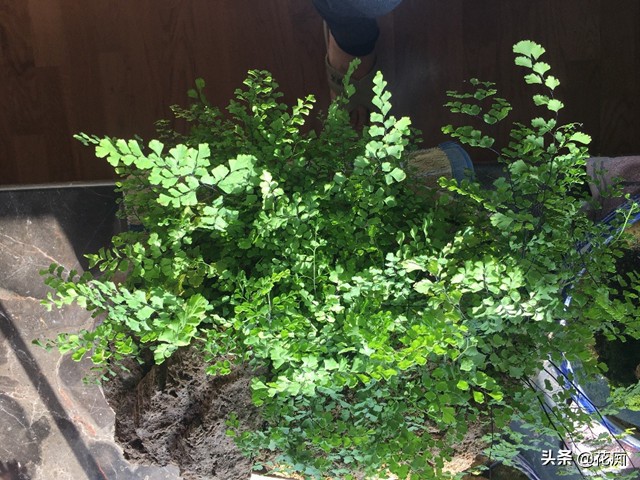 上水石上的铁线蕨为啥不茂密,铁线蕨可以直接种在水里吗