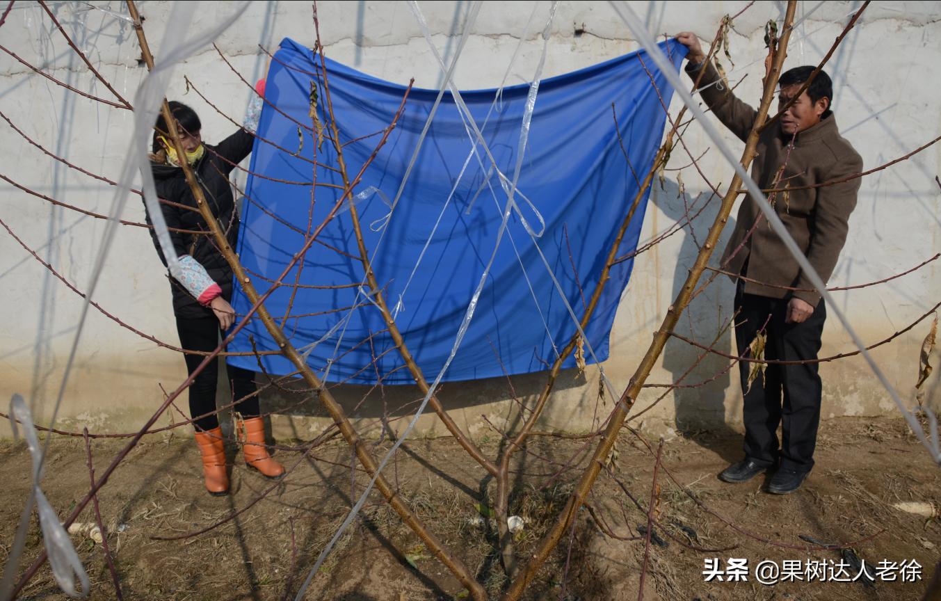 桃树长枝修剪视频,桃树长枝修剪方法