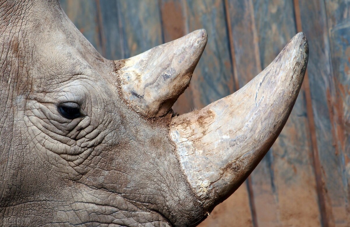 安宫牛黄丸一颗800,安宫牛黄丸真的能保命吗